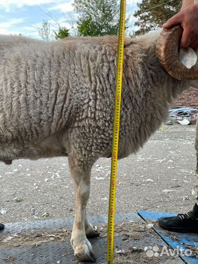 Баран на племя