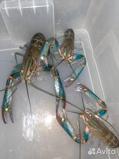 Семьи австралийского рака, мальк и подростки