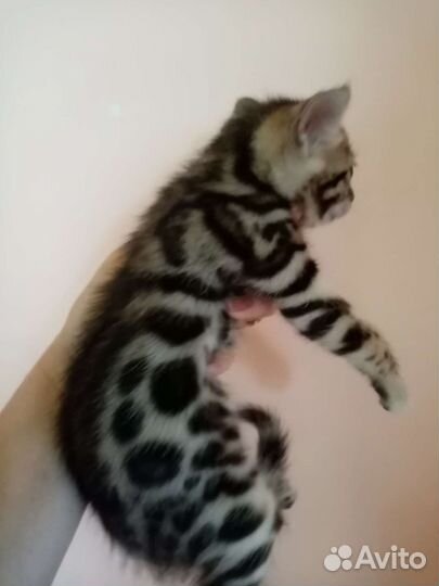 Бенгальская