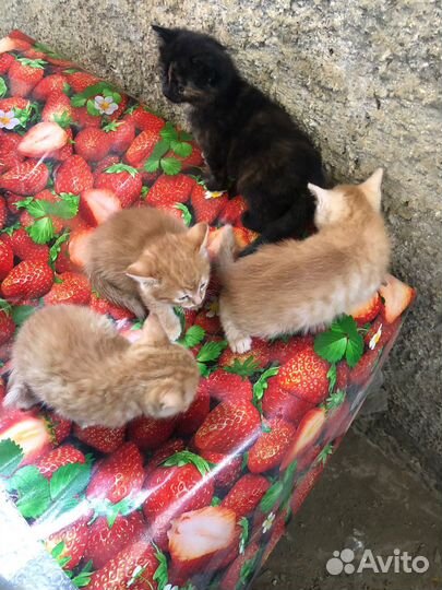 Котята отдам бесплатно