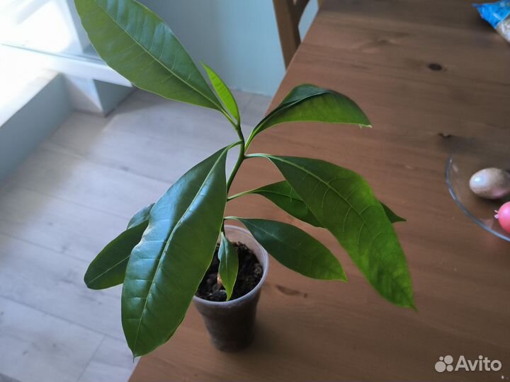 Цербера мангас