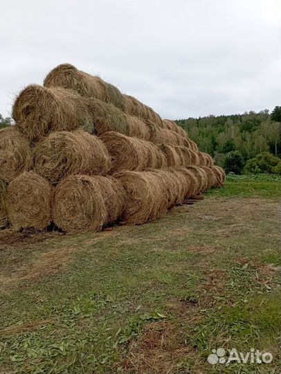 Продам сено в рулонах