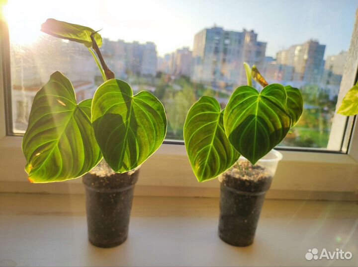 Филодендрон сплендид