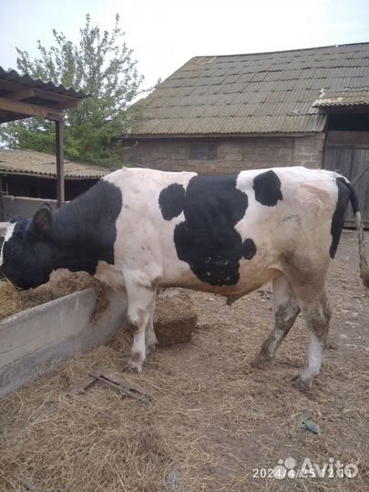 Продам 2 быка