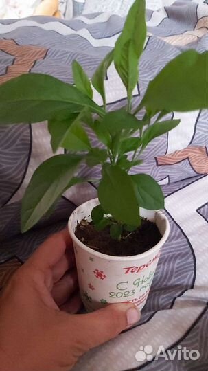 Паслен комнатный