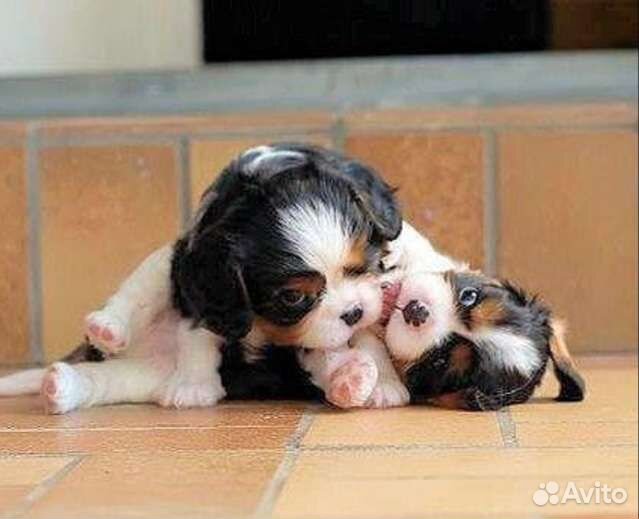 Кавалер Кинг замечательные собачки