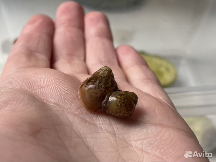 Улитки Ахатины детки