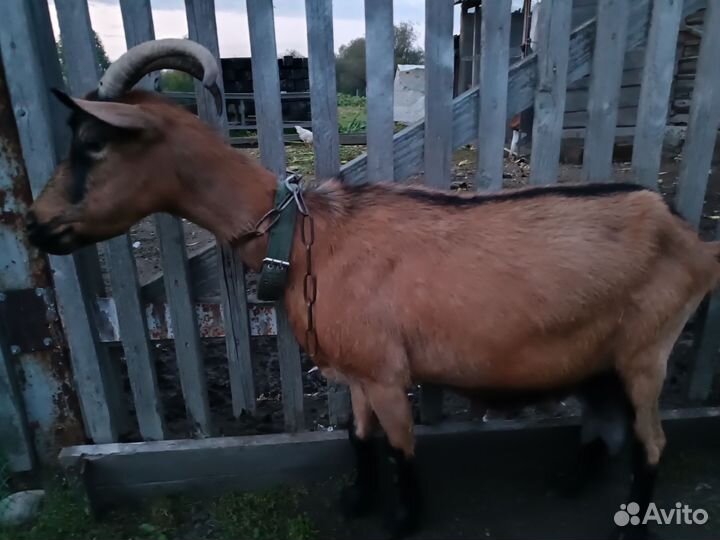 Козы дойные