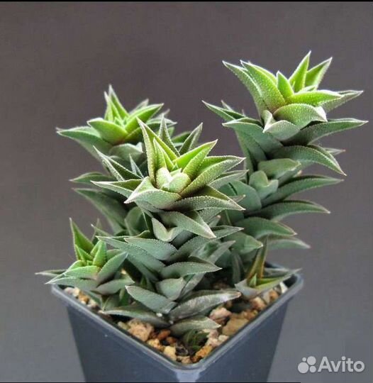 Хавортия извилистая, др комнатные растения