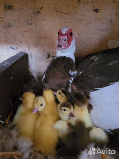 Индоутки, мускусные утки, утята