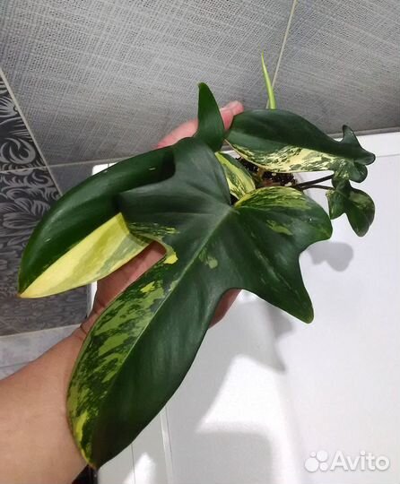 Филодендроны