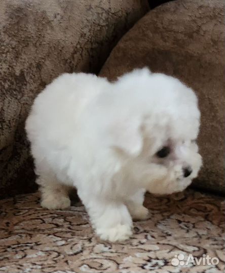 Щенки бишон фризе