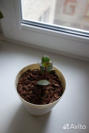 Денежное дерево (толстянка, крассула)