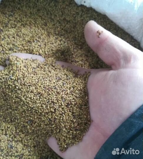 Продаю семена люцерны