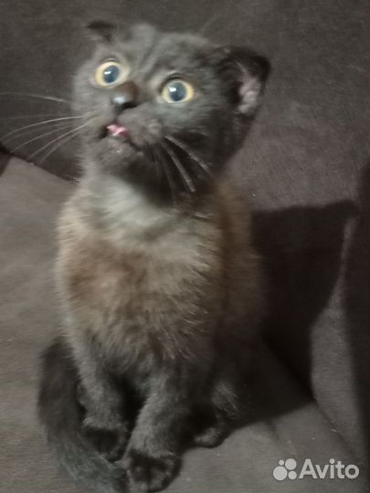 Кошка в дар бесплатно