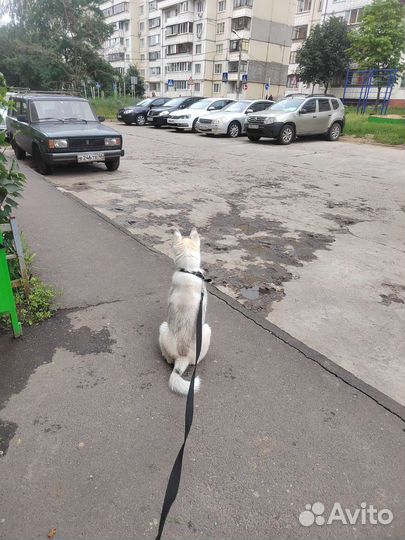 Сибирский хаски