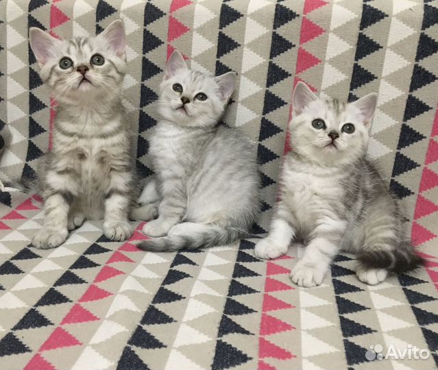 Шотландские котята