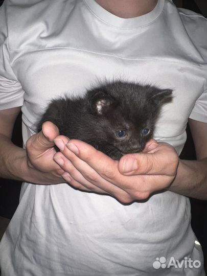 Ищем дом котятам