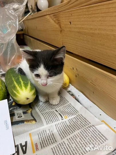 Отдам в добрые руки