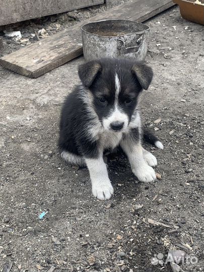 Мать Хаски, отец дворбультерьер