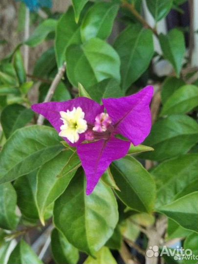 Бугенвилия