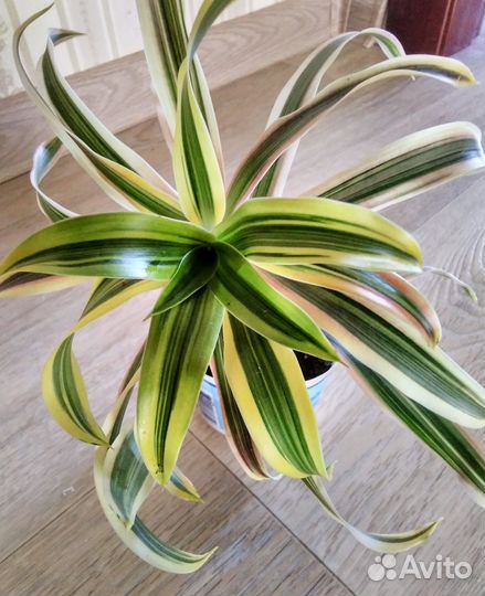 Драцена Песня Индии,драцена Маргината