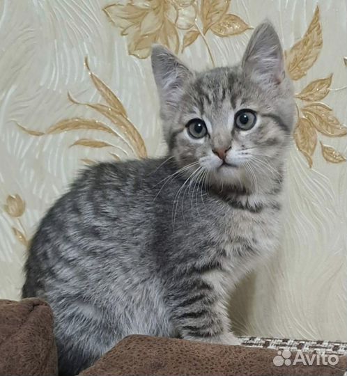 Котенок мальчик 2 месяца