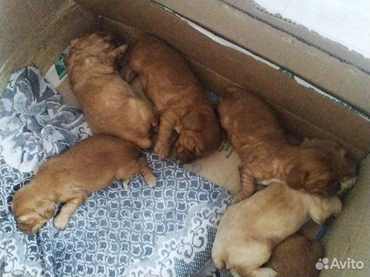 Щенки англиская спаниель все вопросы в лс