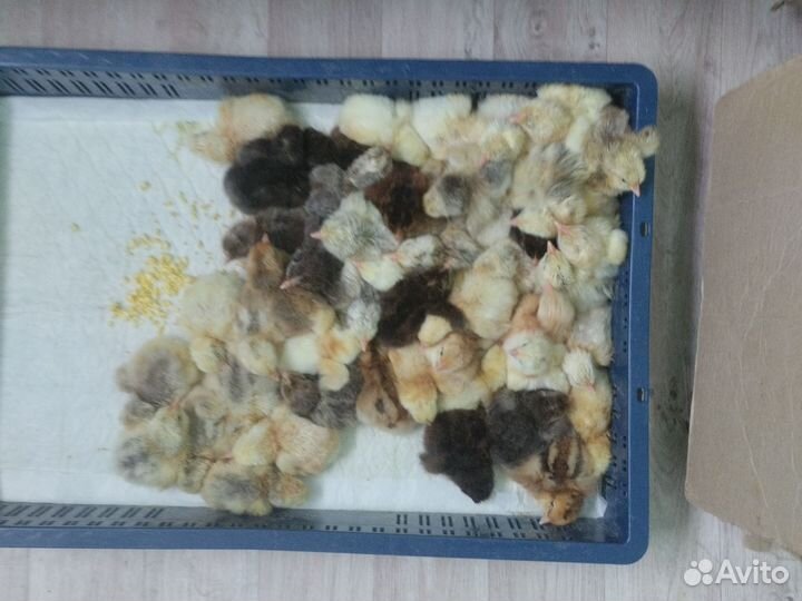 Цыплята суточные порода мастер грей