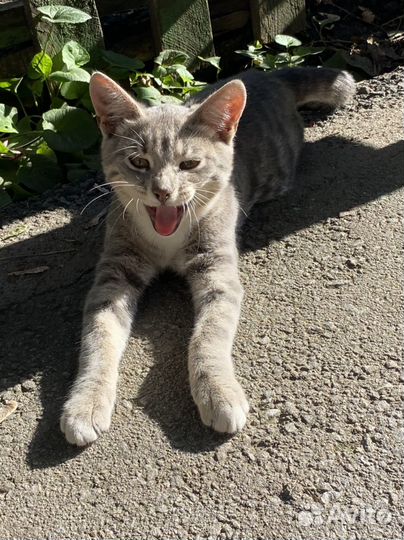 Котик в добрые ручки