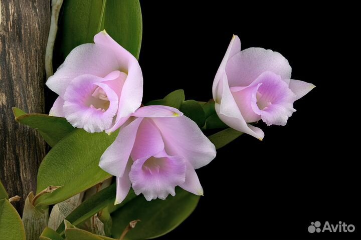 Орхидея. Лаелия.Laelia alaorii