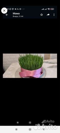 Продаю семени к Новруз байрам