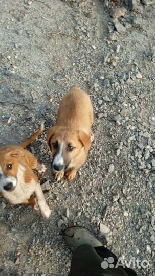 Собаки бесплатно в добрые руки щенки