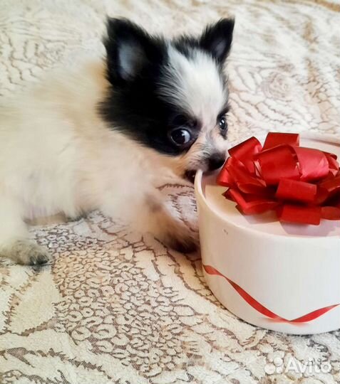 Маленькая Панда