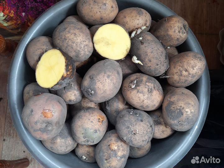 Картофель сорт Гала, семенной 10 л