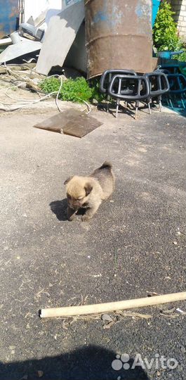 Собаки бесплатно в добрые руки щенки