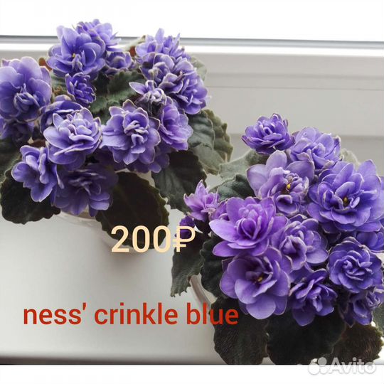 Сортовые фиалки Детки и взрослые растения