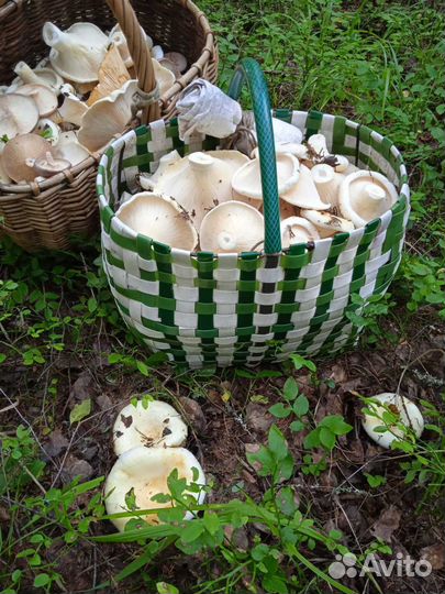 Грузди свежие