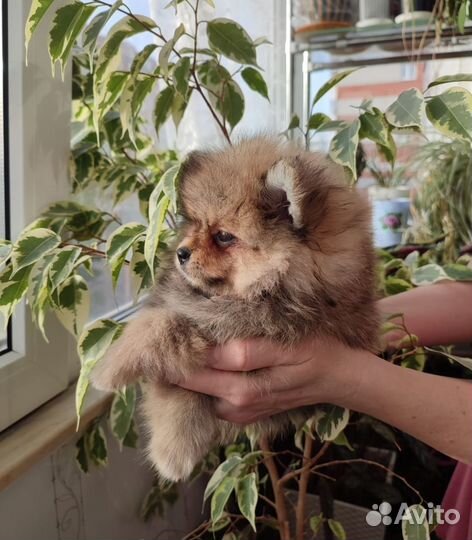Щенки померанского шпица