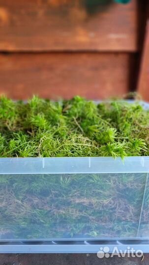 Мох сфагнум живой