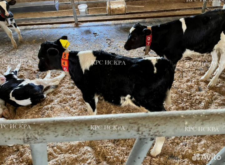Крс, бычки, телки мясные