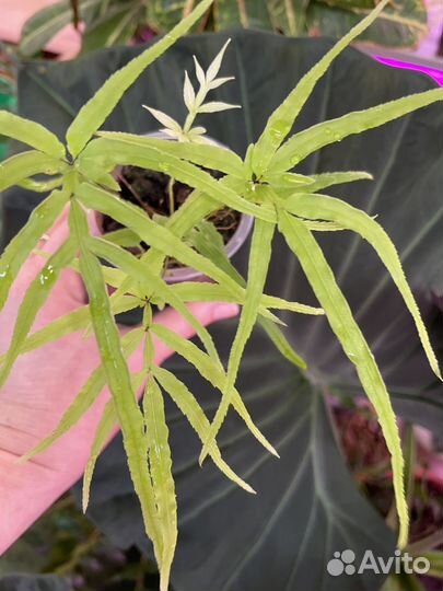 Папоротник Птерис