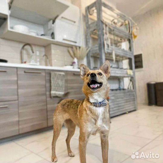 Некрупная нежная собака