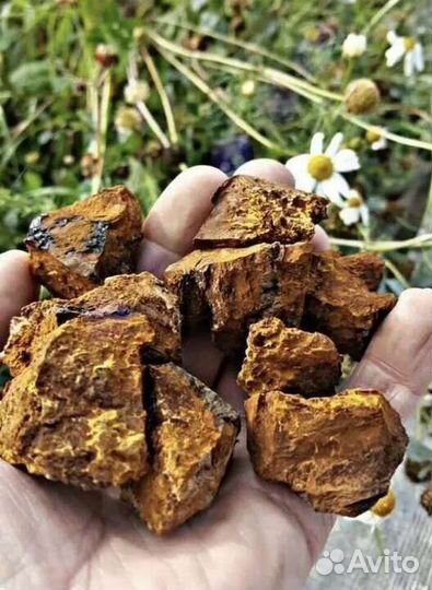 Чага березовая