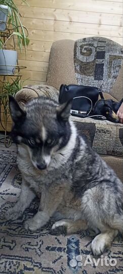 Собака в добрые руки отдам бесплатно