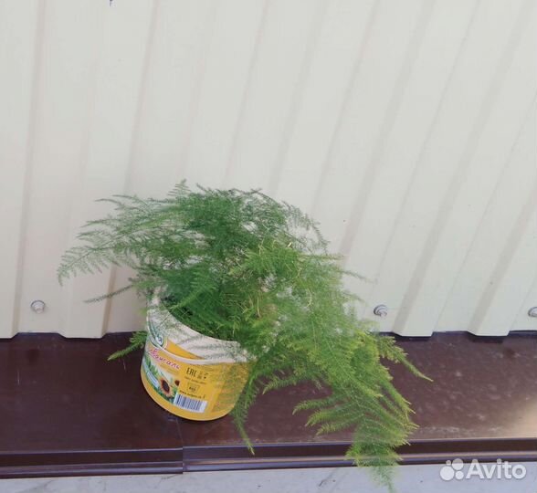 Аспарагус, колеус, спатифиллум