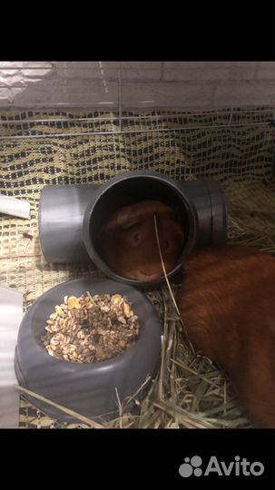 Морские свинки. Мальчики. Англ. селф. Из питомника