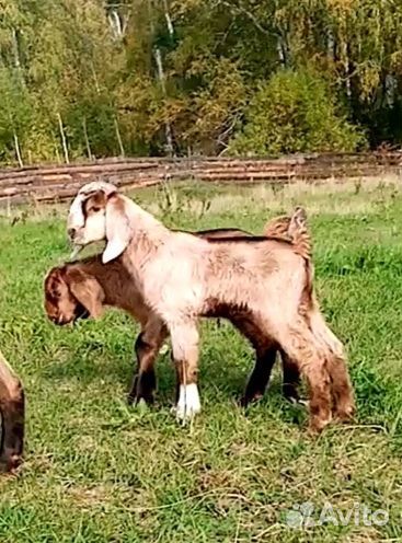Дамасские Шами