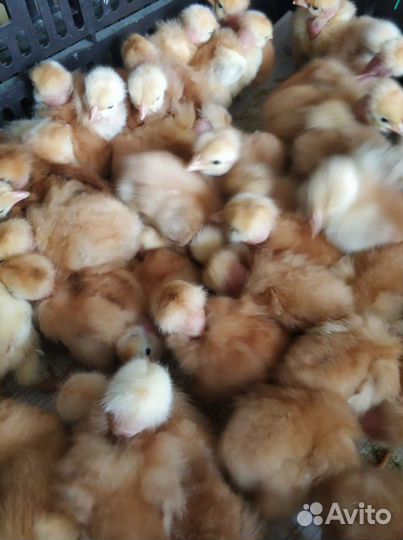 Цыплята