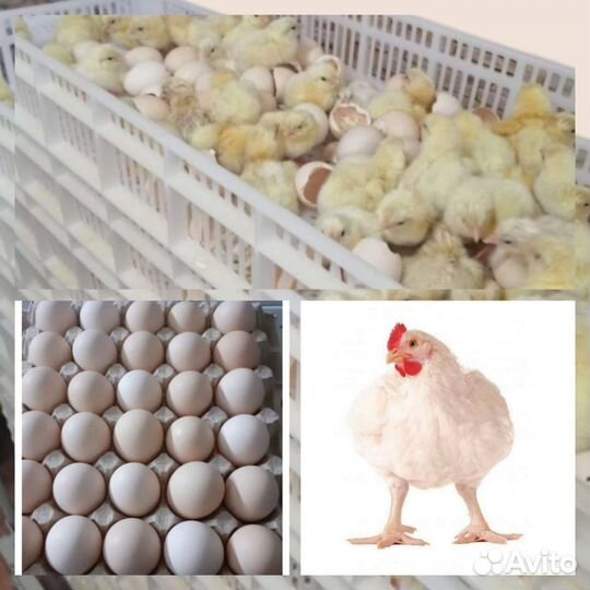 Инкубационное яйцо